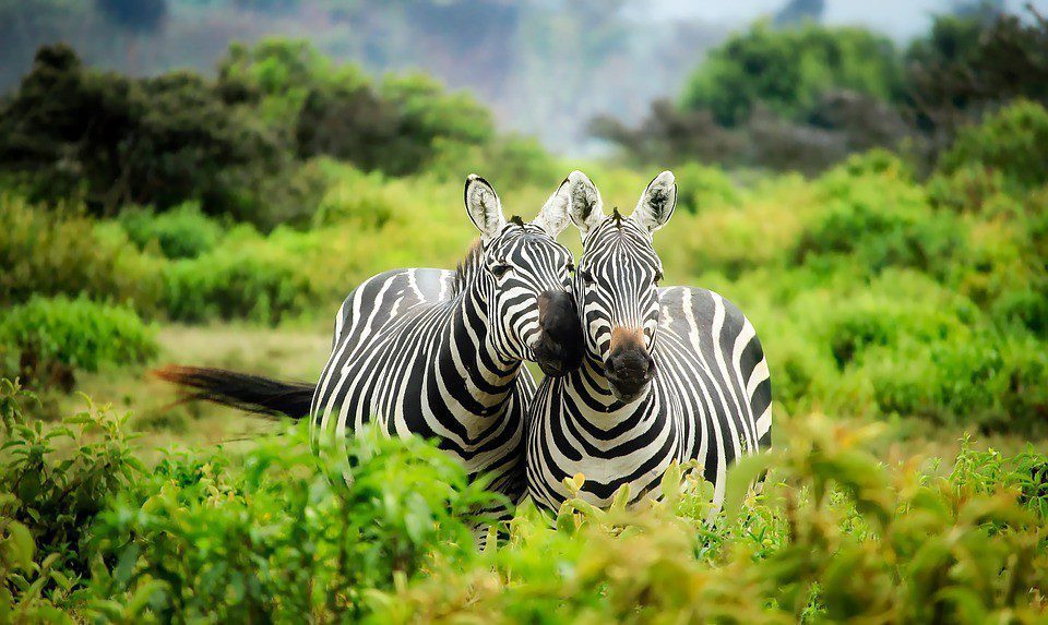 kenya zebre