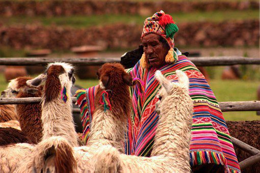 peru uomo con alpaca