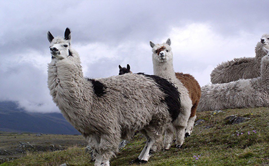 alpaca ecuador