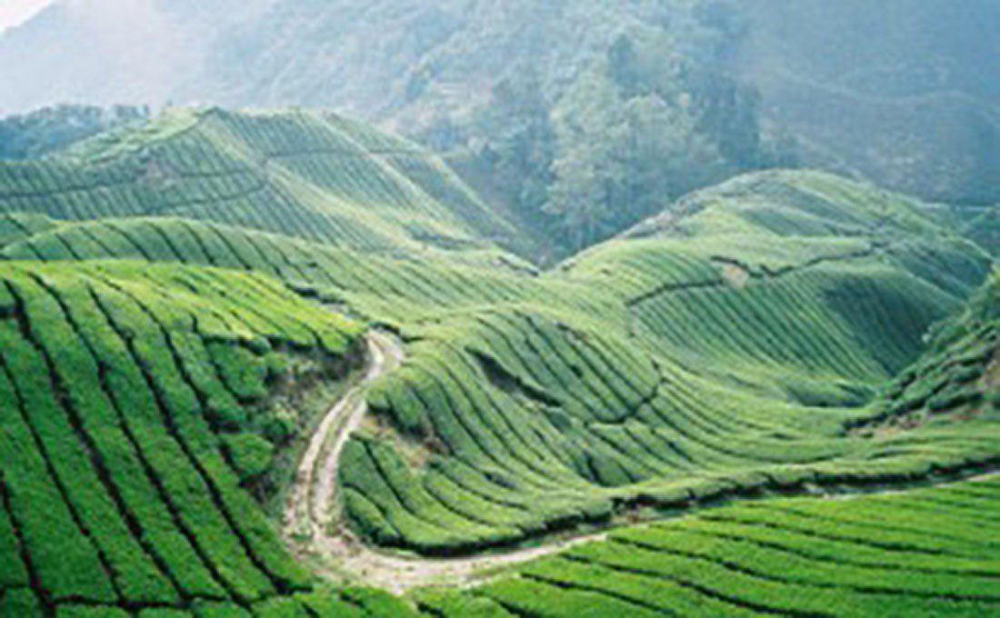 malesia cameron highlands