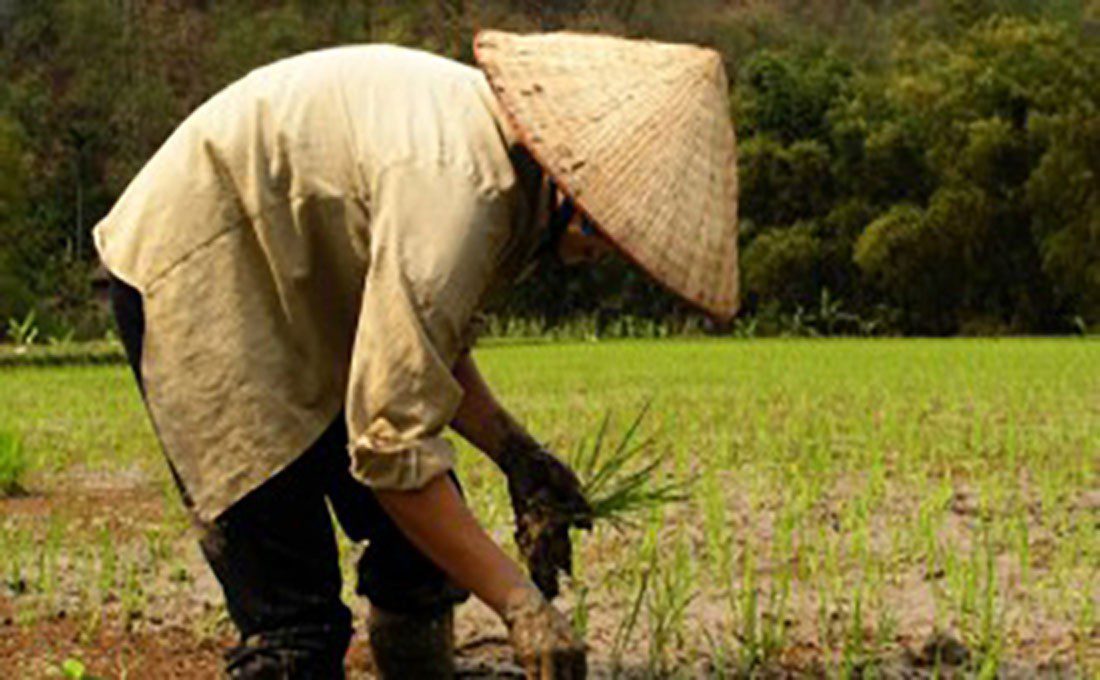 vietnam uomo cappello conico