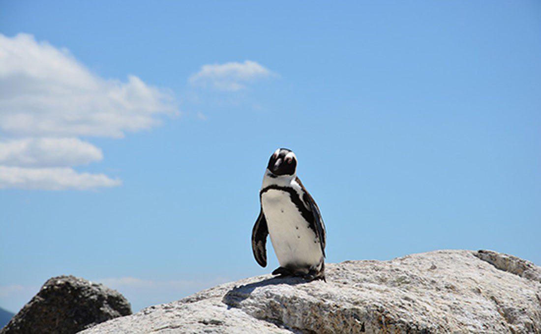 sudafrica boulders beach