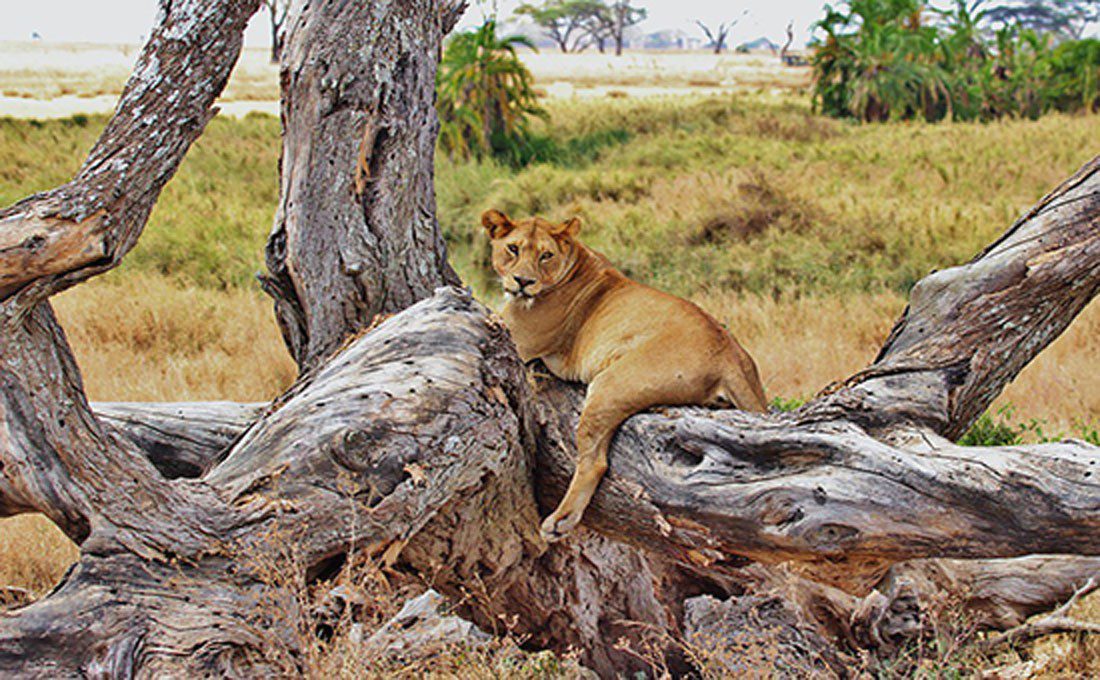 - TANZANIA 4 - Tanzania e Kenya - photo tanzania riserva leone - TANZANIA 4 - Tanzania e Kenya