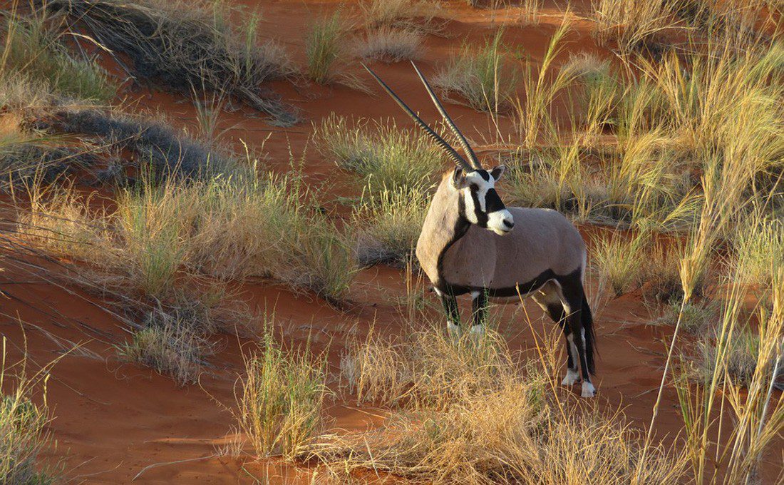 NAMIBIA ONYX