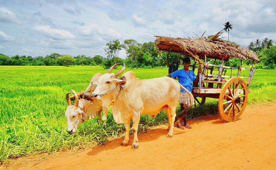 - sri lanka - Offerte Natale e Capodanno - photo sri lanka carro - sri lanka - Offerte Natale e Capodanno