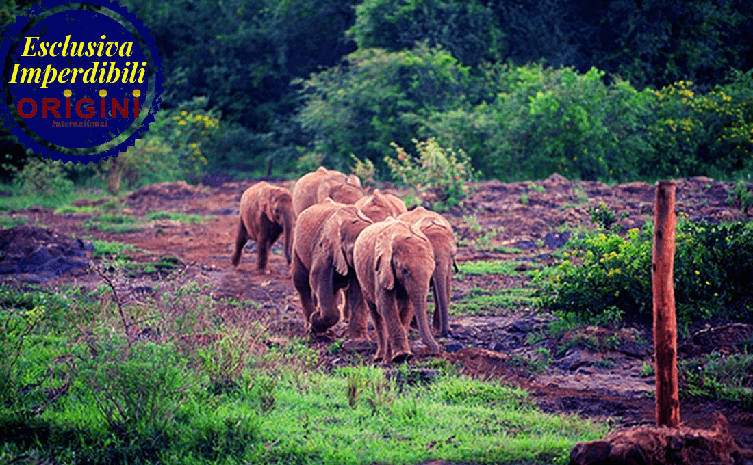 ammirare lo spettacolo della natura - ESCLUSVA VIAGGI ORIGINI 13 - Ammirare lo Spettacolo della Natura - photo MASAI MARA ammirare lo spettacolo della natura - ESCLUSVA VIAGGI ORIGINI 13 - Ammirare lo Spettacolo della Natura