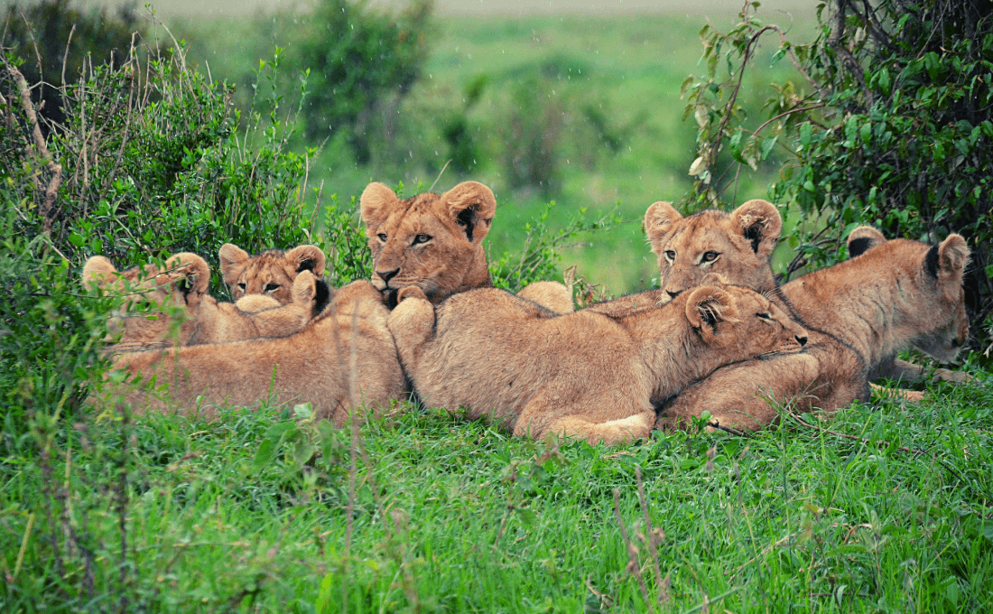 - Foto sito 12 - Tanzania e Kenya - photo - Foto sito 12 - Tanzania e Kenya