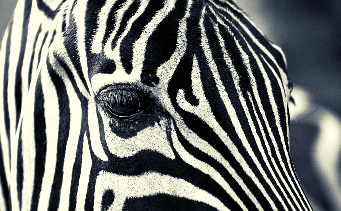zebra kenya