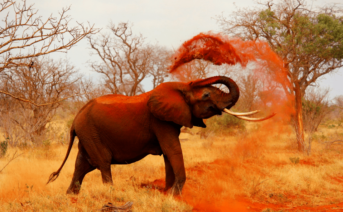 elefanti kenya