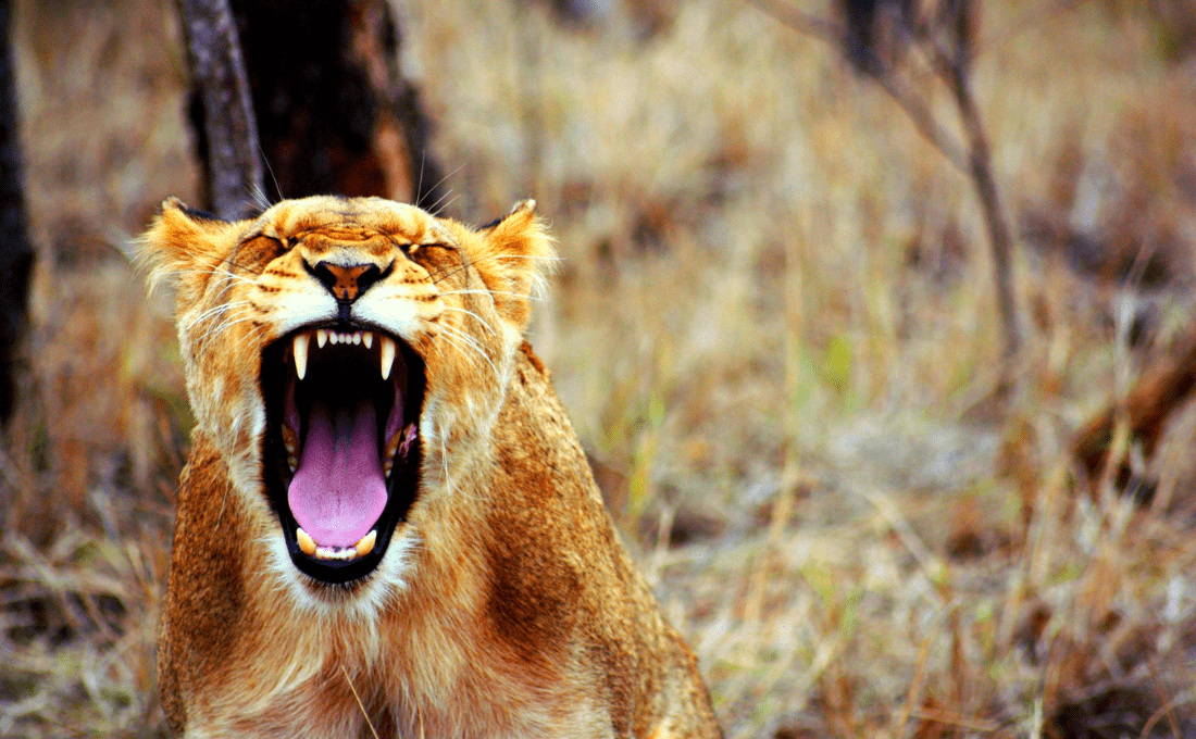 - Foto sito 15 - Botswana - photo - Foto sito 15 - Botswana