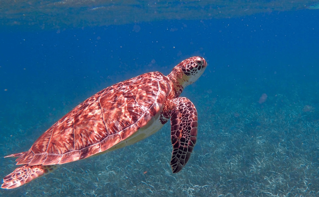 tartaruga belize