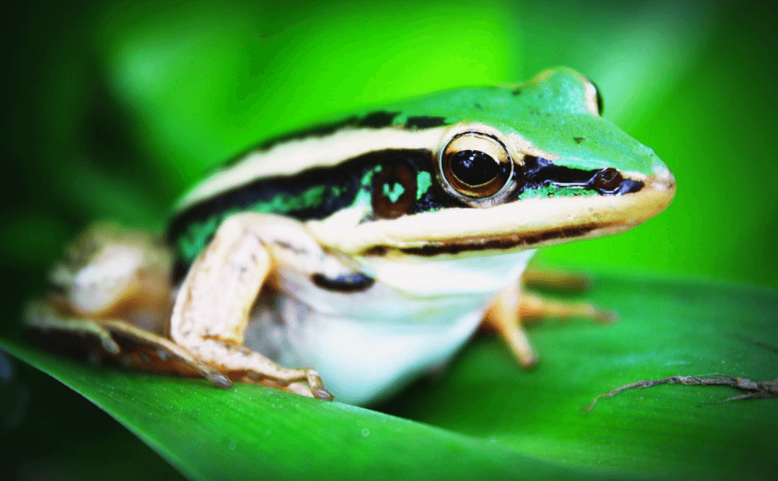 rana costa rica