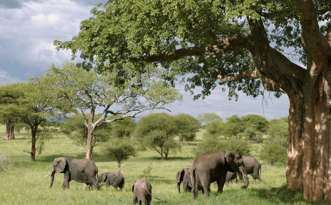 elefanti kenya