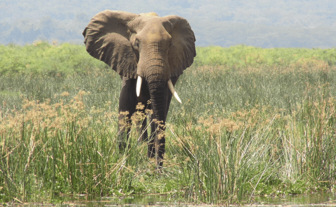 elefanti uganda