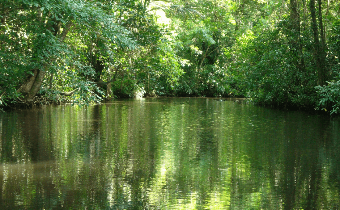 foresta