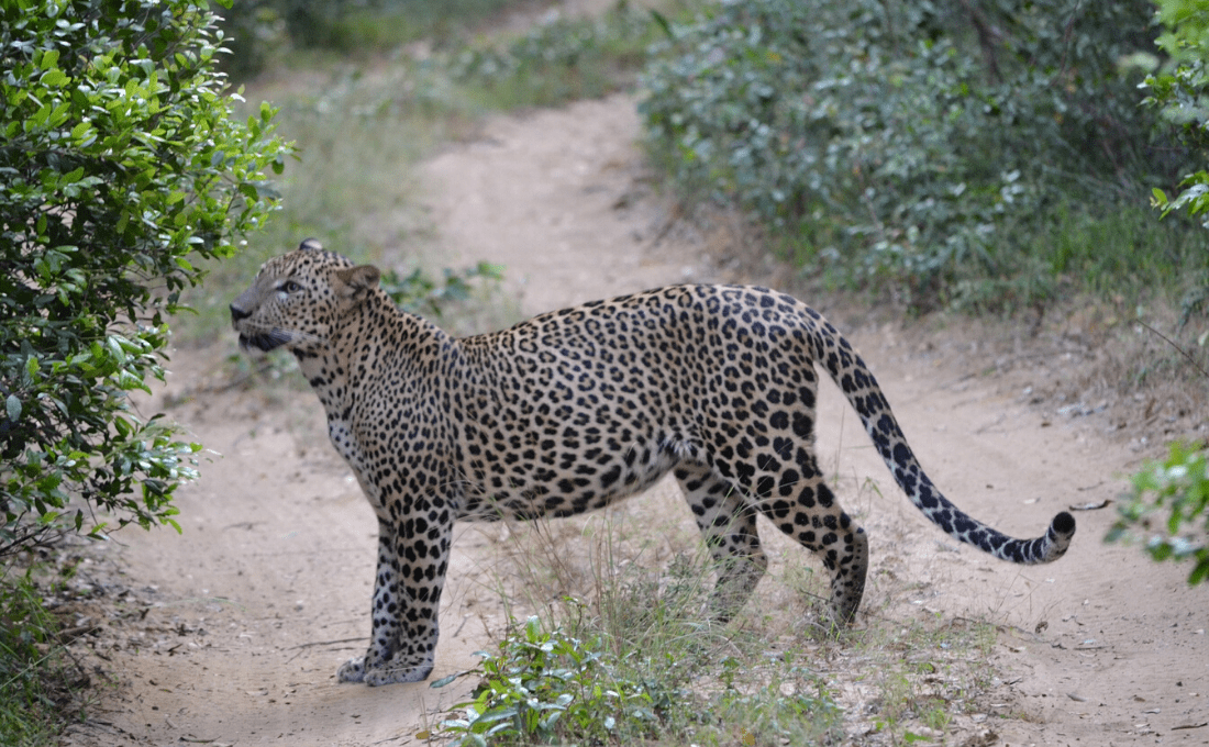 Sri Lanka - Alla ricerca del leopardo asiatico