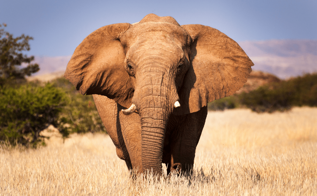 elefanti etosha national park