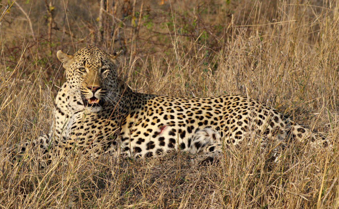 leopardo africa