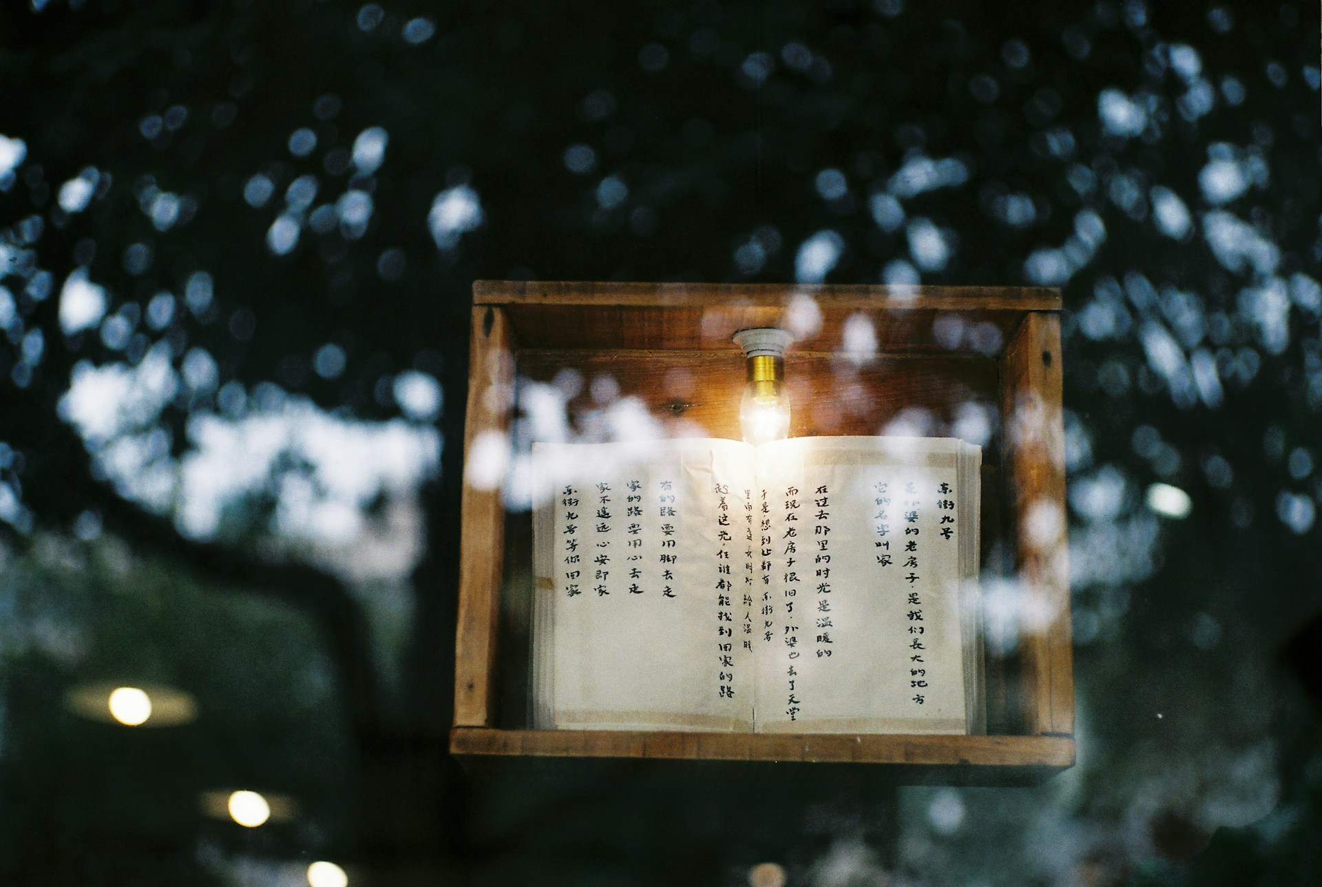 Calendario della fioritura dei ciliegi in Giappone: tempistiche e previsioni