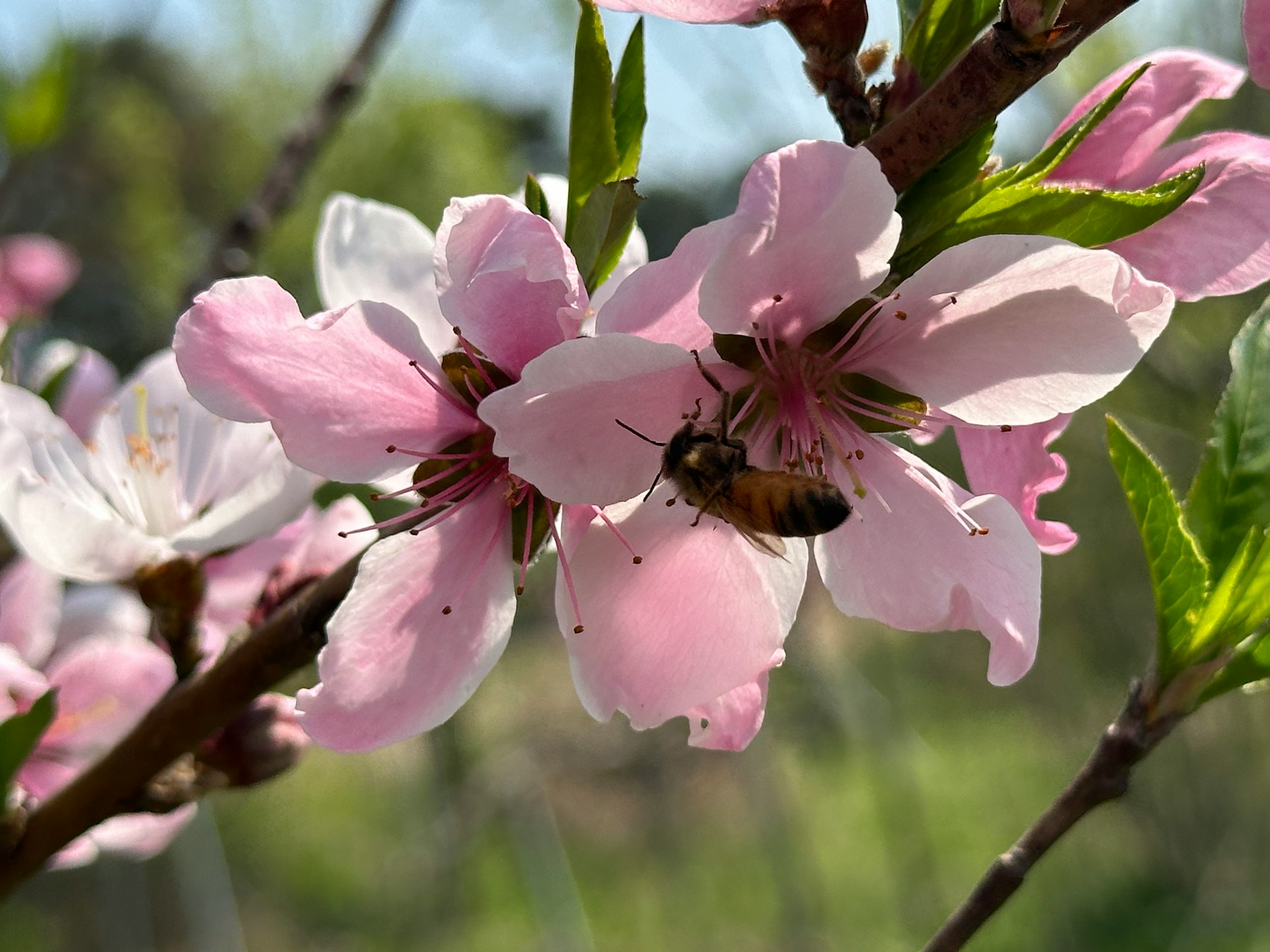 conservazione dei ciliegi
