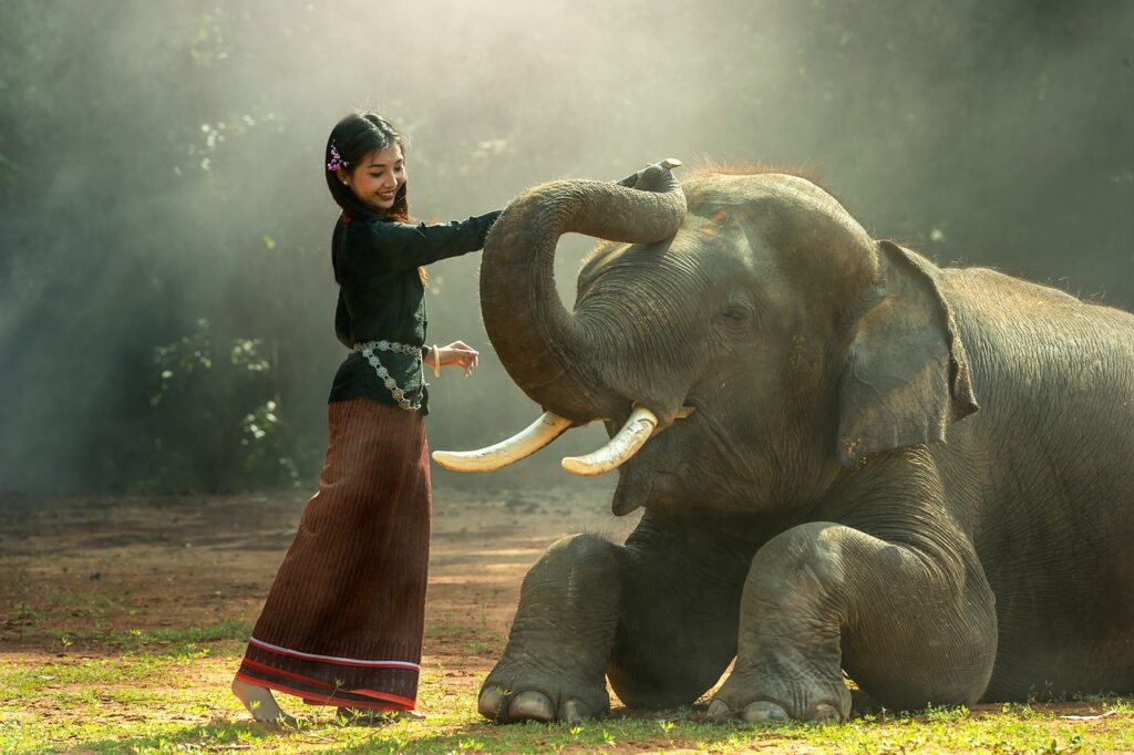 Elefante Chiang Mai