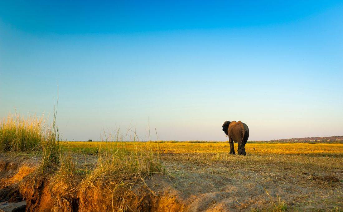 elefante sudafrica
