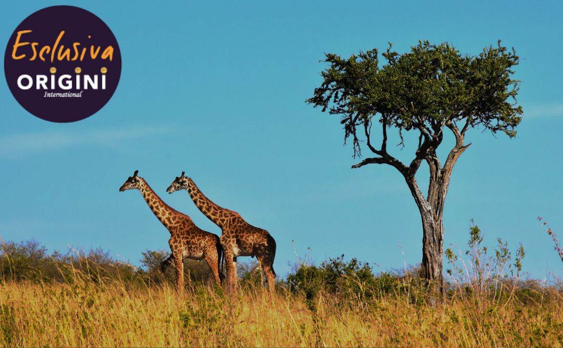 giraffe tanzania