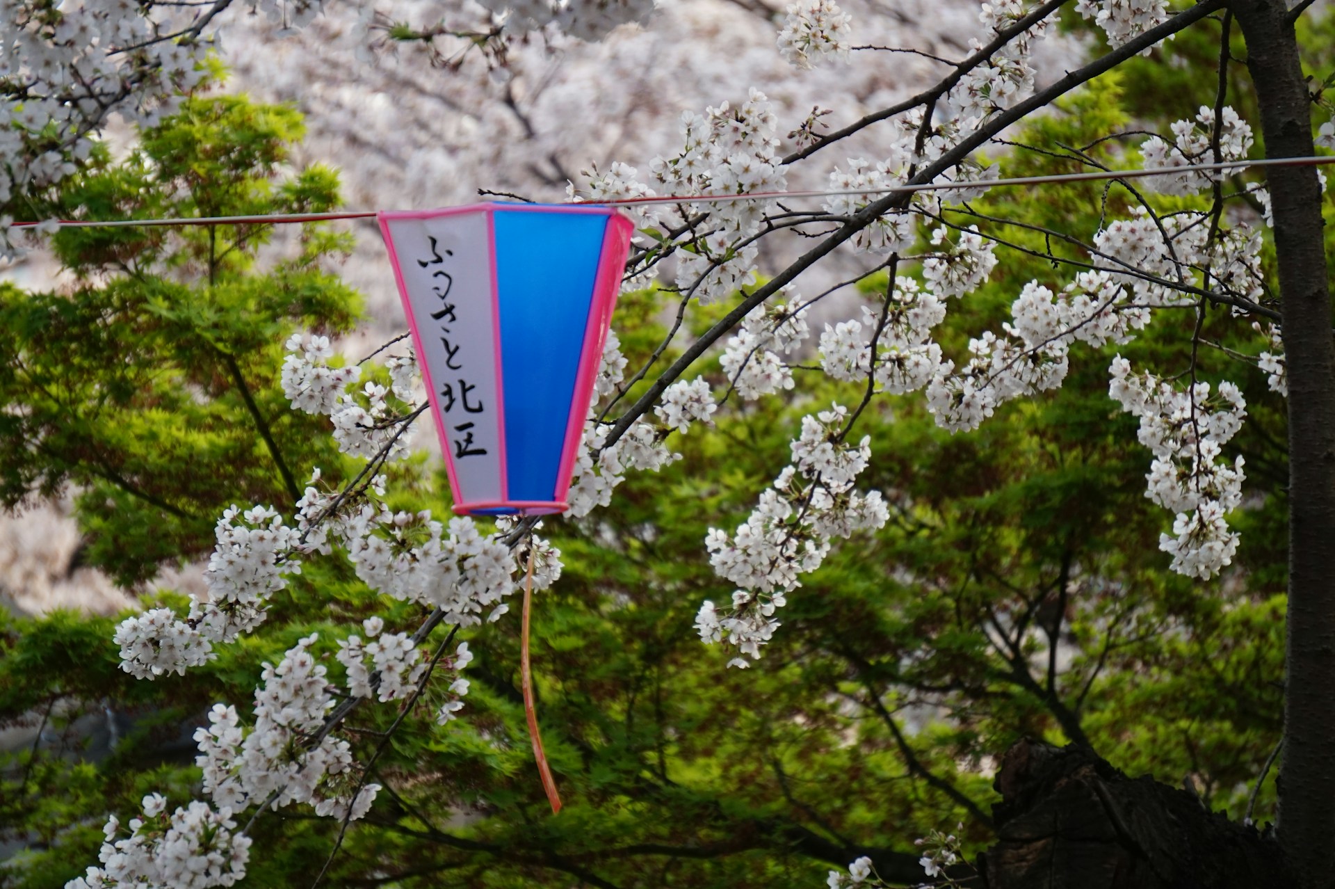 Le varietà di ciliegi in fiore in Giappone: caratteristiche e differenze regionali
